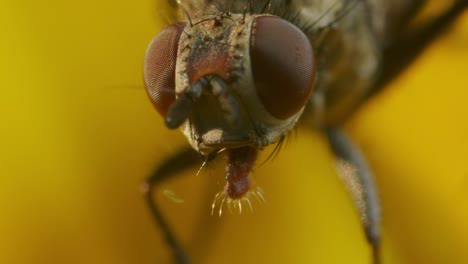 Macro-Extrema-De-Manguera-Volar-Sobre-Flor-Amarilla-En-La-Naturaleza