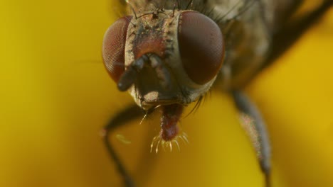 macro extremo de la mosca de la manguera en la flor amarilla en la naturaleza