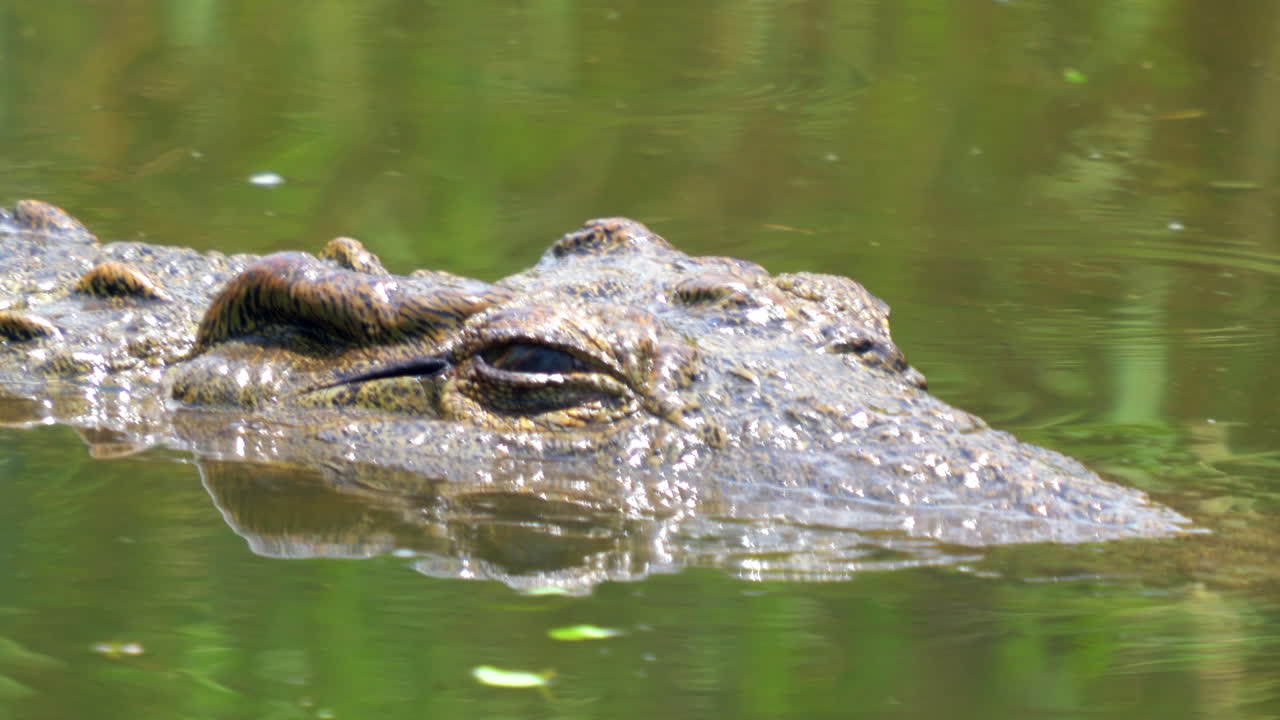 cocodrilo ojo parpadear de cerca cruzar nadar nadar en el río estanque lago parque nacional kruger vida silvestre agua dulce áfrica del sur burbujas en la suciedad verdosa algas pan de agua seguir