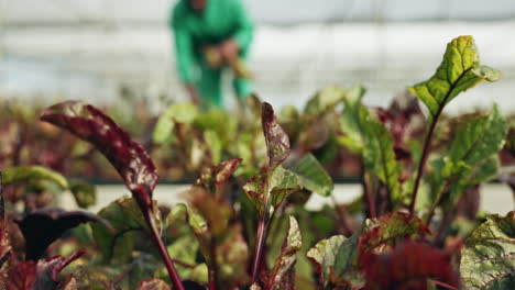 greenhouse farm, plants and person harvest spring