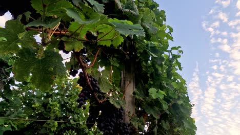 lush grapevines under a clear blue sky