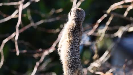 meerkat standing alert, observing surroundings