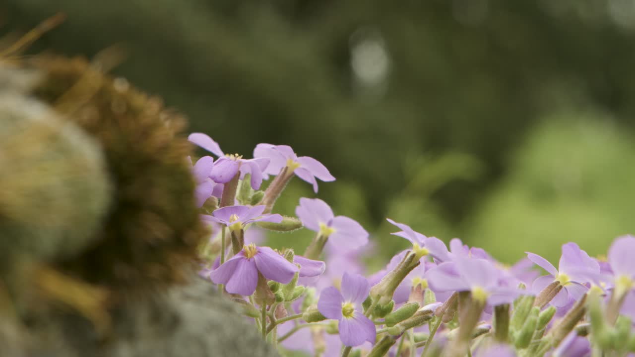 Primo piano di delicati fiori viola che sbocciano in un ambiente naturale con messa a fuoco morbida.