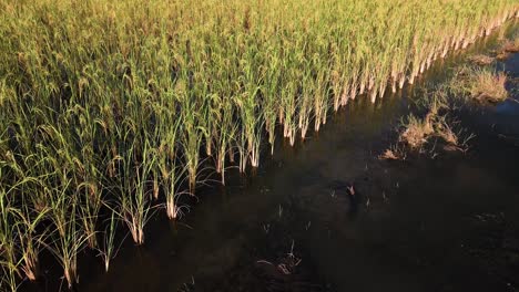 campo de arroz de maduración