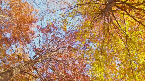 Los-árboles-Del-Bosque-De-Otoño-Y-Las-Hojas-Giran-Desde-Un-ángulo-Bajo