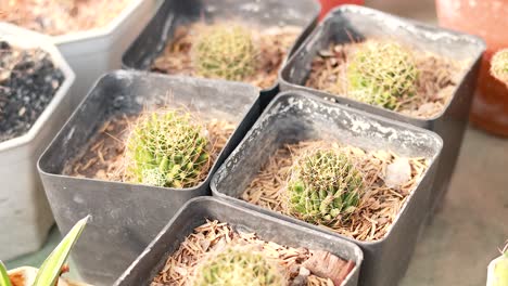 various cacti displayed in pots at market