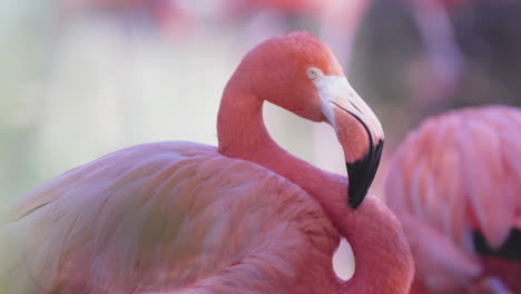 Flamencos-Rosados-De-Cerca