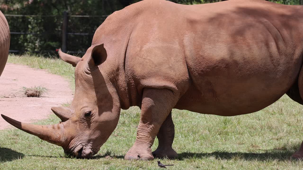 빛 이 있는  에서 풀 을 먹고 있는 코소