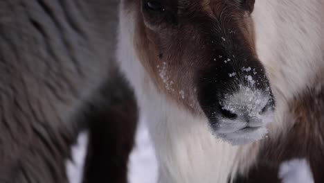 reindeer closeup mooing and licking snow off nose slomo cute