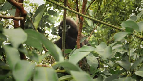 Mono-De-Hoja-Oscura-Comiendo-Hojas-Frescas-Del-árbol,-Vida-Silvestre-En-El-Parque-Nacional-De-Ang-Thong