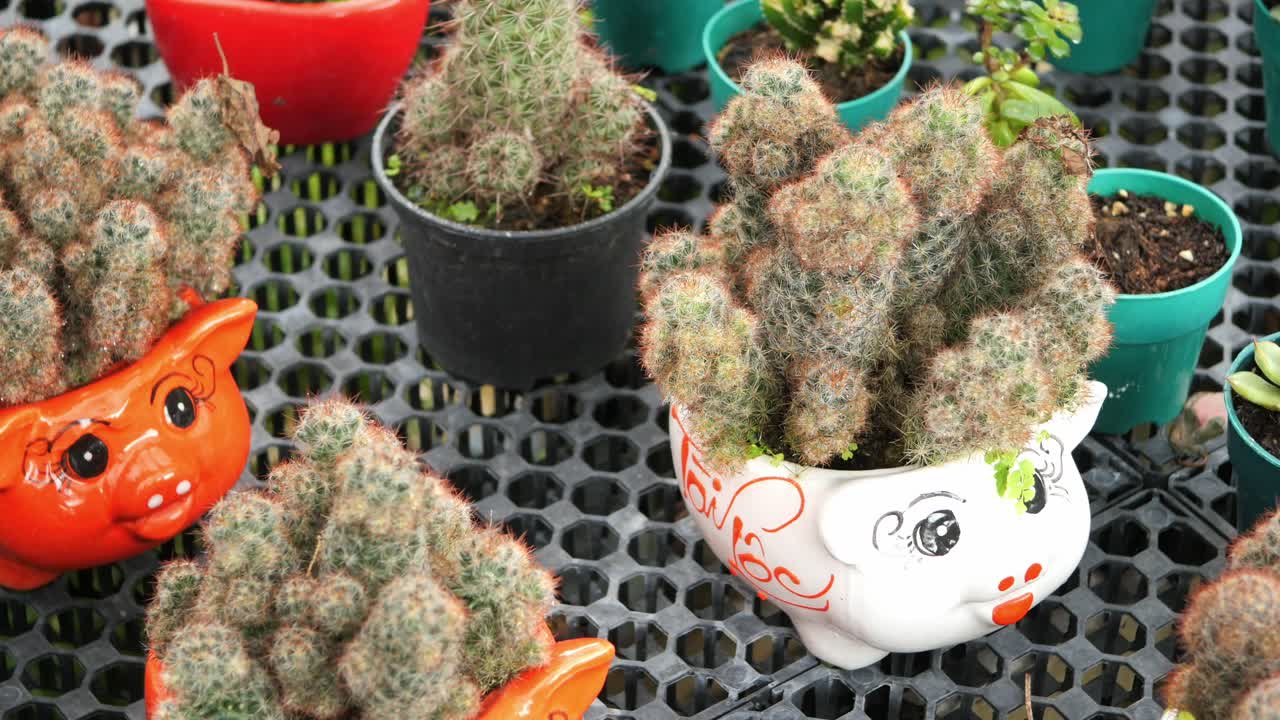 돼지 플랜터에 사랑스러운 투스 식물