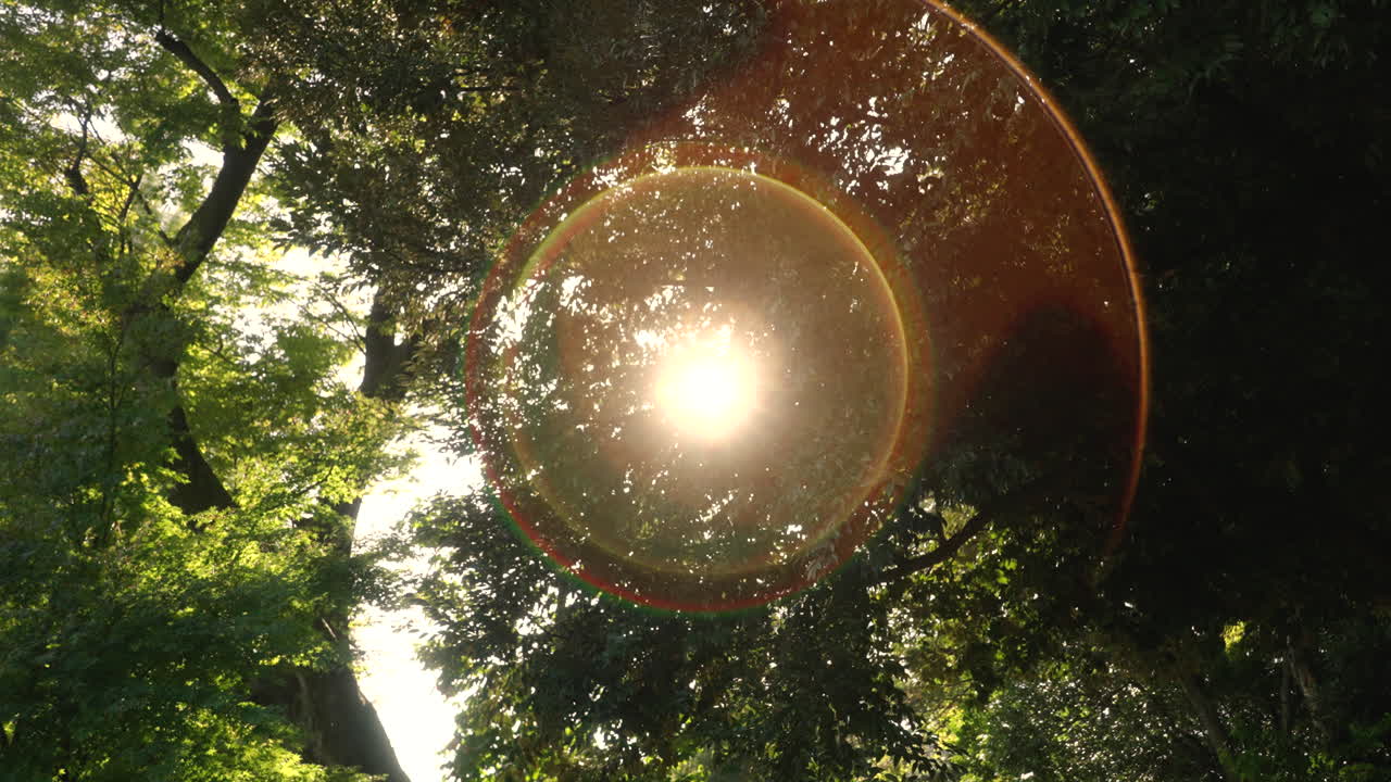 렌즈 플레어가 있는 숲의 무성한 잎 사이로 빛나는 밝은 태양의 아름다운 풍경