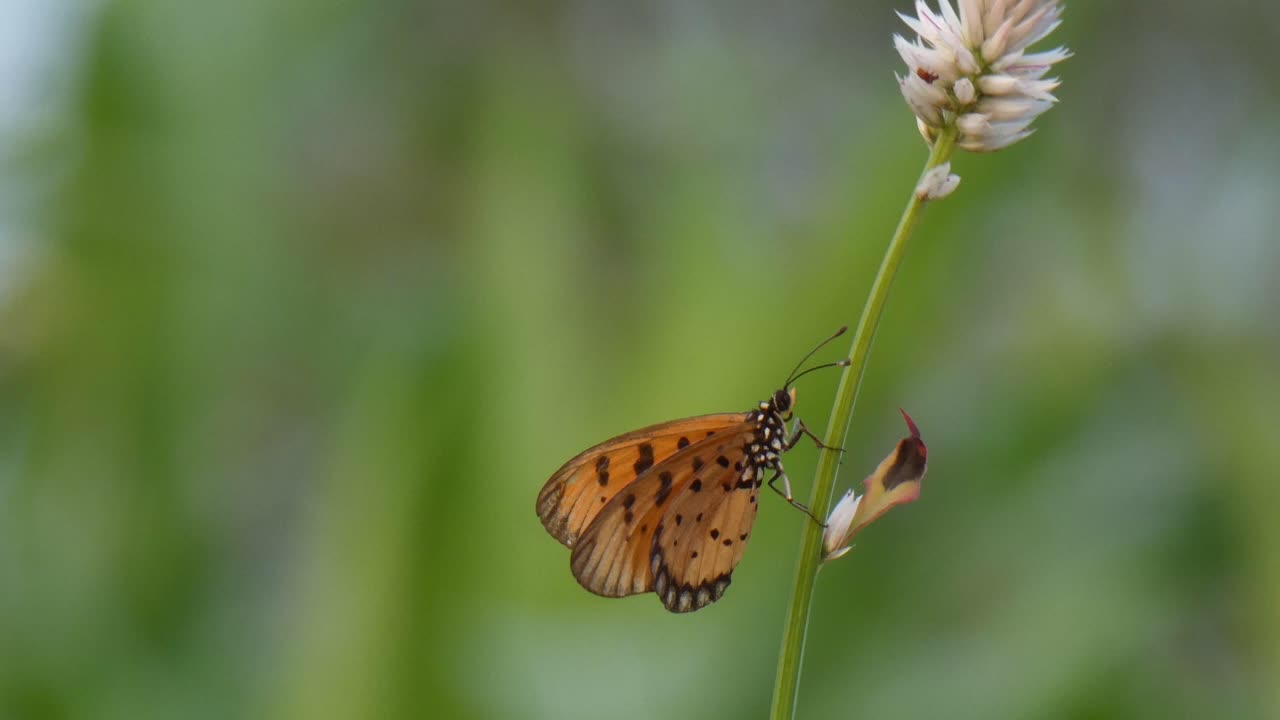 Beautiful butterfly in grass land ....
