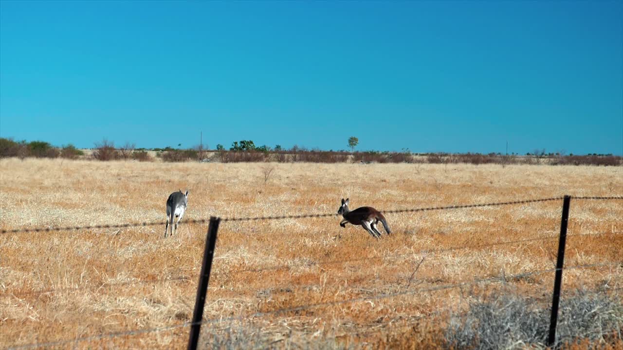 점프하는 캥거루 아웃백 호주