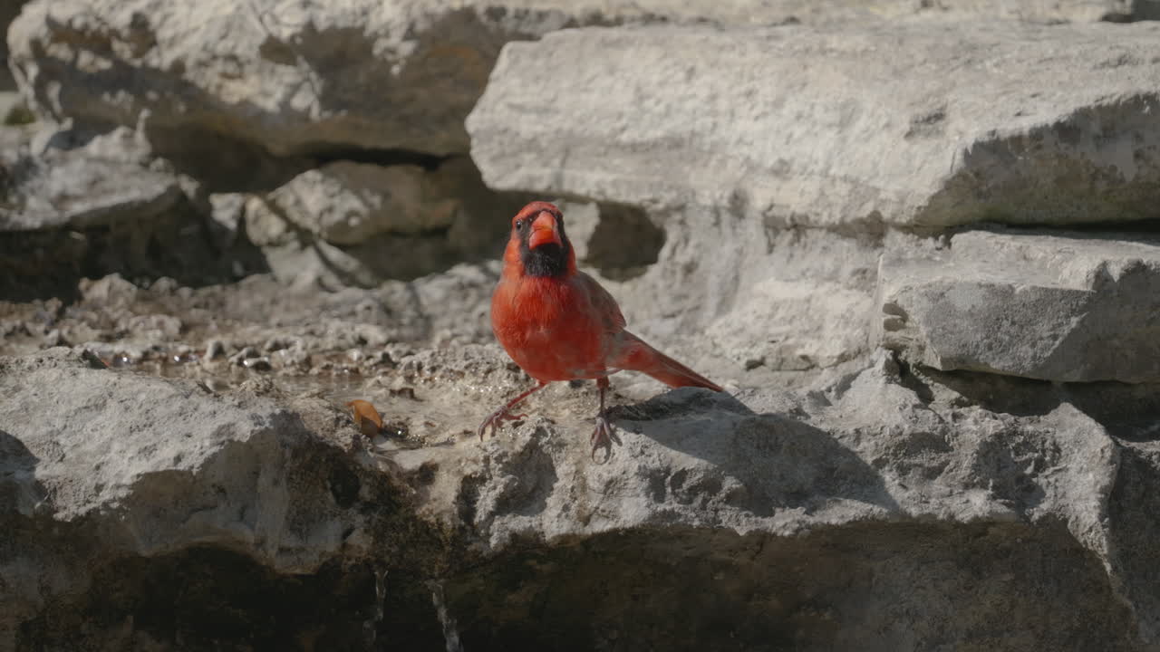 Northern Cardinal drinking at a stream and hopping away - Cardinalis cardinalis