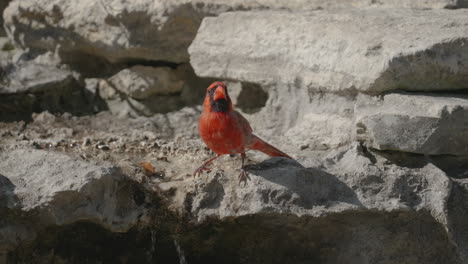 northern cardinal drinking at a stream and hopping away - cardinalis cardinalis