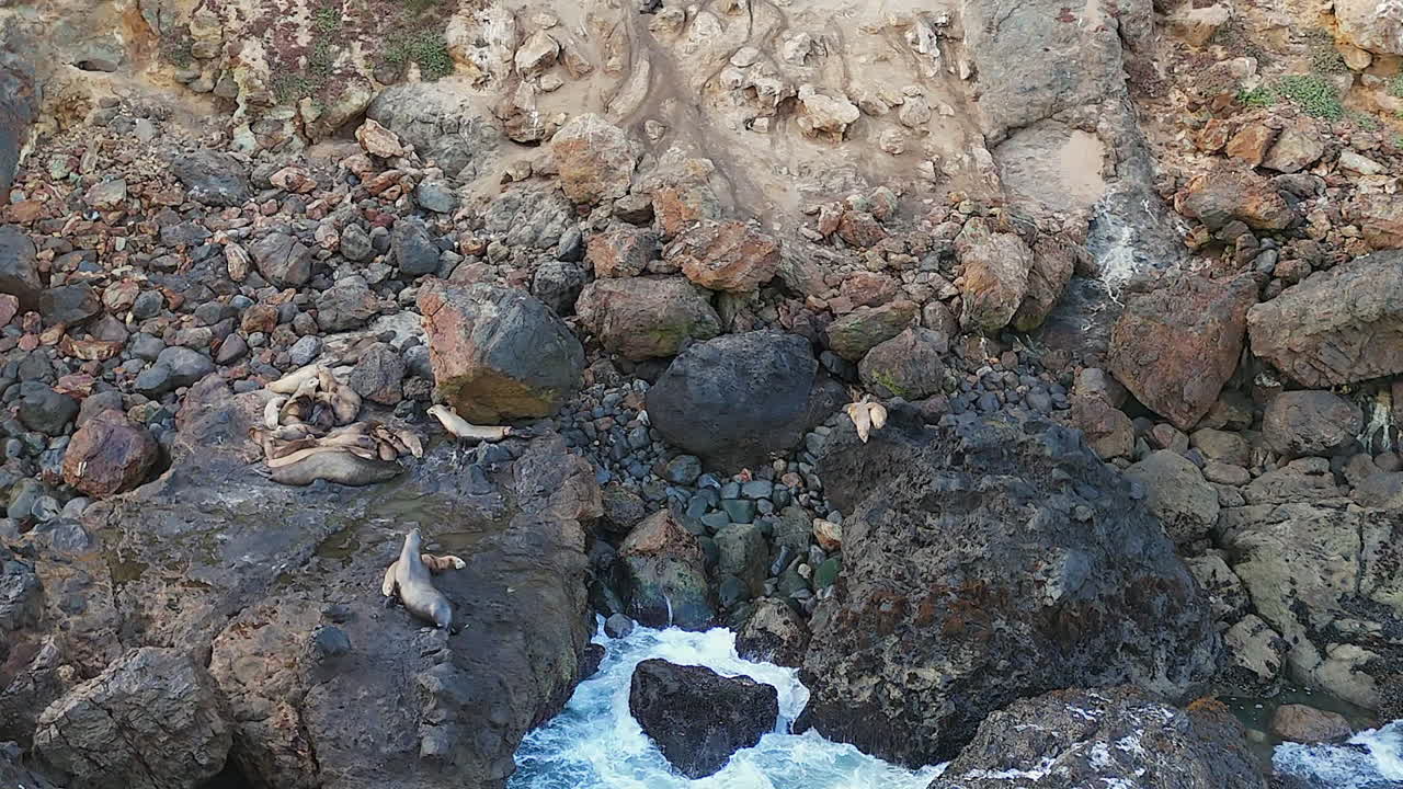 Sorvolo a bassa quota di leoni marini che riposano su rocce costiere nella California del Sud.
