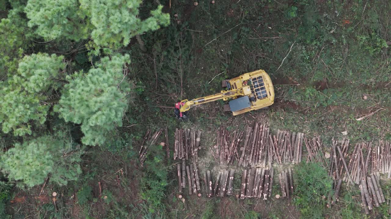 Aerial of feller buncher harvester clearing large wooded area and setting trees in a line