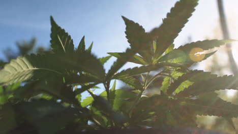 Potted-marijuana-plant-with-the-leaves-blowing-in-slow-motion