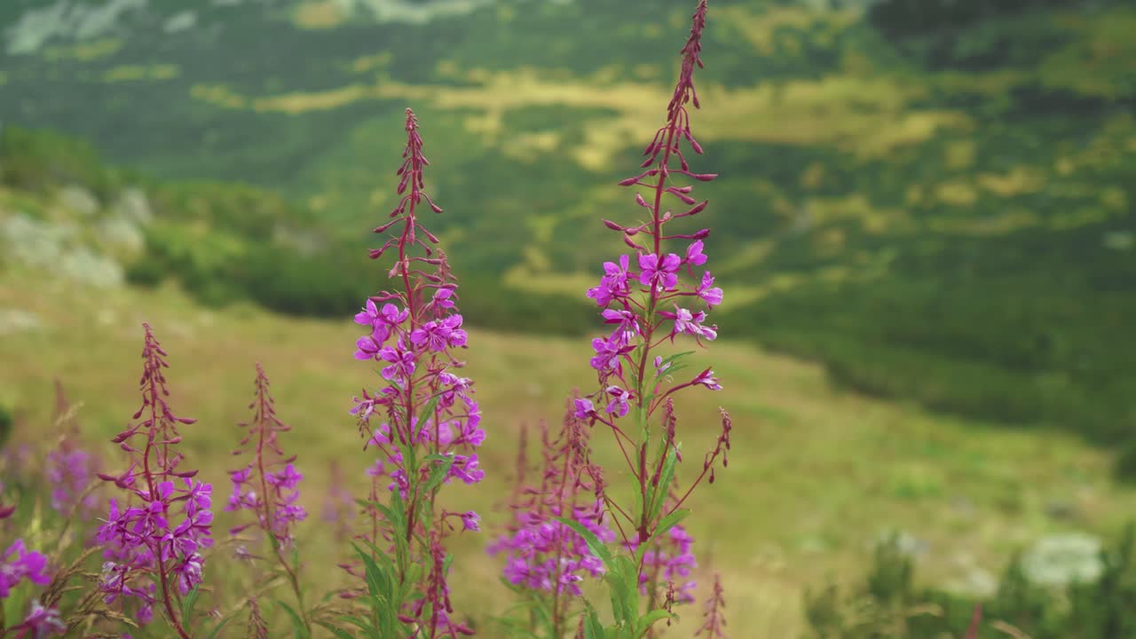 fotografía estática de hermosas flores rosadas silvestres, soplando en la brisa, con un fondo borroso de un valle de montaña, durante el verano