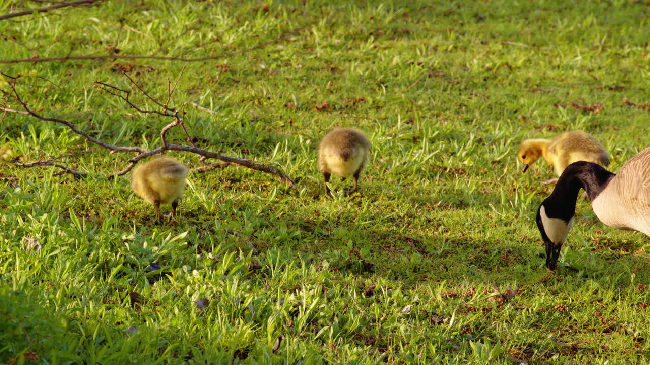 Nature's wonder—new geese test their instincts in slowed footage.