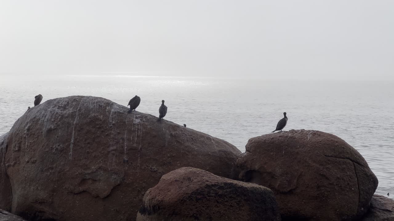 aves marinas sentadas en rocas con vistas al océano