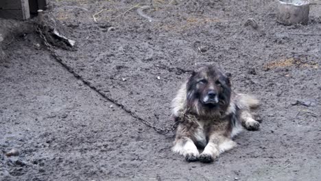 gran perro guardián malvado en una cadena alrededor de la cabina y es un área protegida