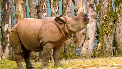 wideshot of cute baby rhino singing