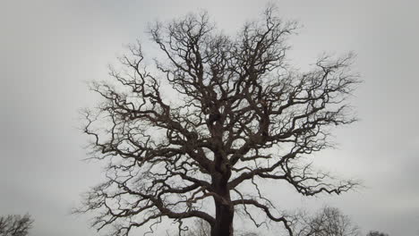 Enorme-árbol-En-El-Parque-En-Otoño