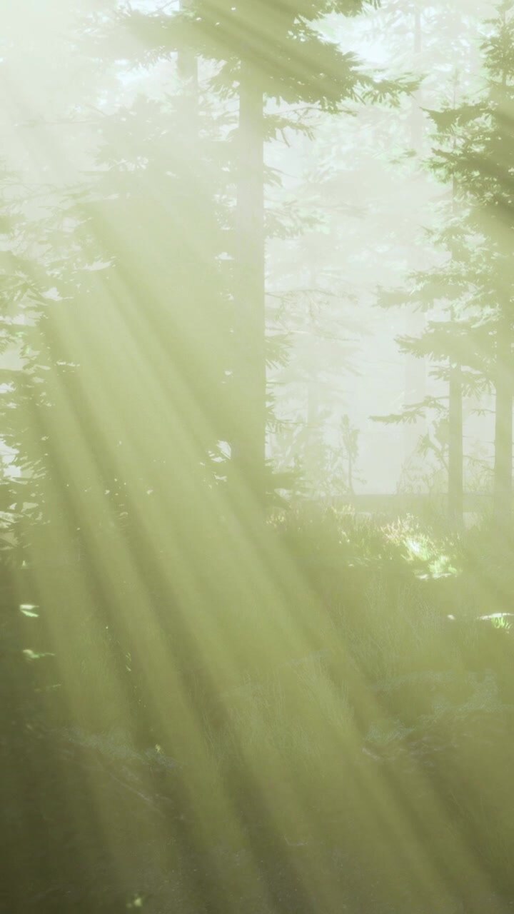 Bright sunlight streams through trees in a misty forest setting