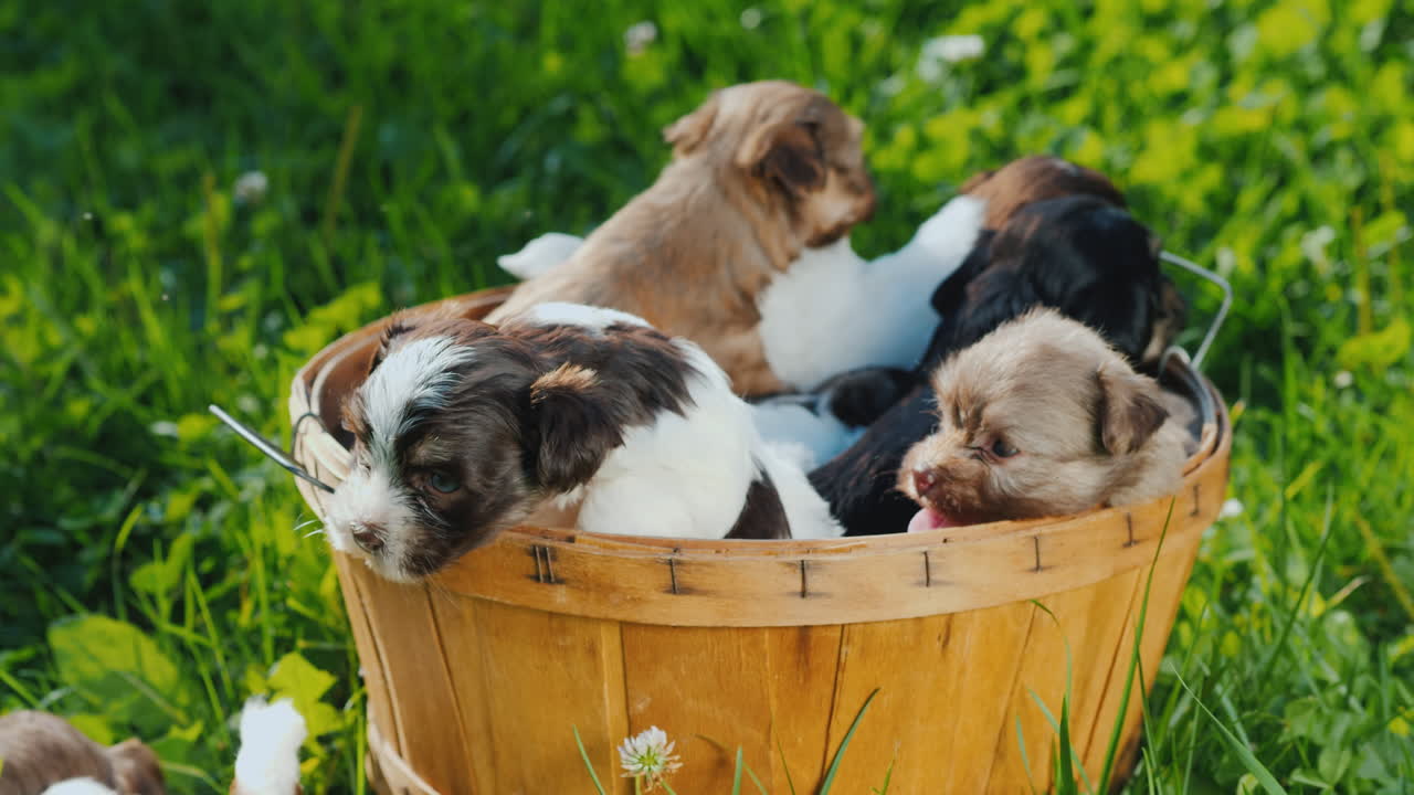 행복의 바구니 - 무성한 녹색 잔디밭에 있는 작은 강아지들