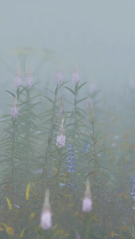 a field of pink flowers in the fog