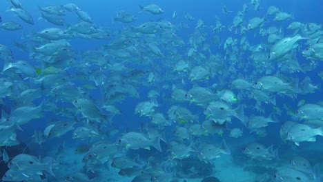 Cardumen-De-Pargo-De-Una-Sola-Mancha-Se-Aleja-Nadando-Hacia-El-Agua-Azul-Del-Océano