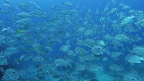 ワンスポット スナッパー シーパーチの群れが泳ぎ去り、青い海の水の中へ