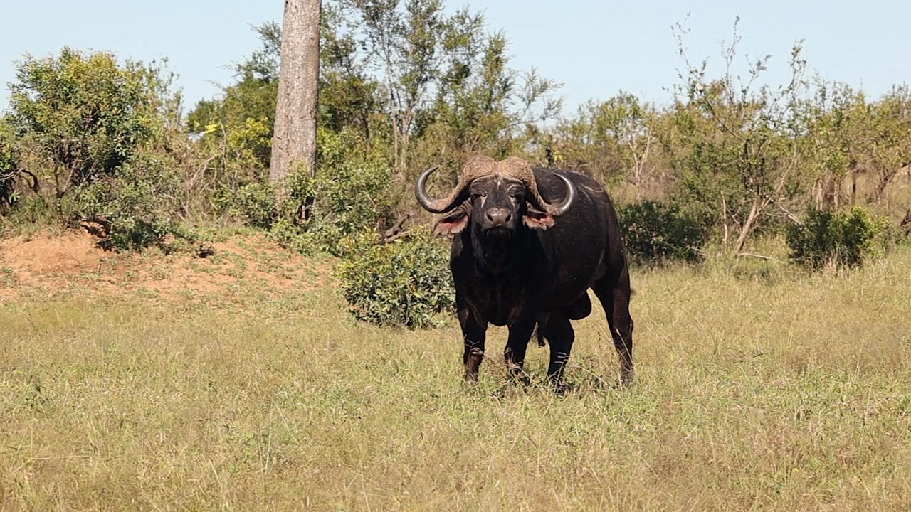 Bull Cape buffalo stares at camera in Kruger Natl Park in South Africa