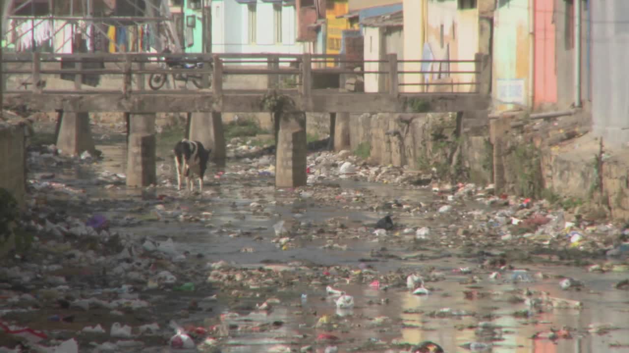 소가 음식을 위해 더러운 쓰레기를 뒤지고 있다