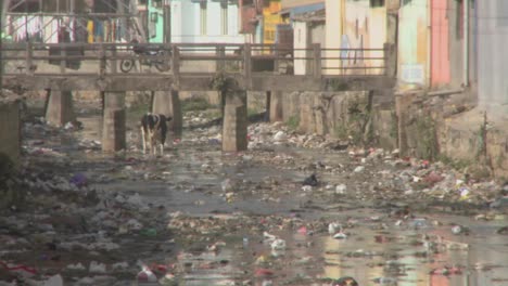 a cow is scavenging in dirty waste for food