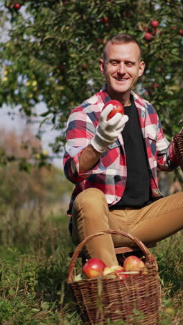 jolly mid aged male farmer checks up apples from his garden. man sits on a tabouret and sorts apples in the baskets. sunny garden at background. vertical video