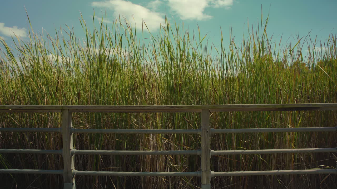 화창한 날 난간 뒤에서 부들 갈대가 바람에 부들부들