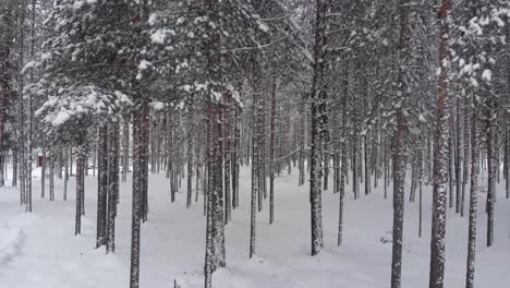 Push-out-reveal-between-the-tree-trunks-of-Pine-and-Fir-Under-Snow-forest---Backwards-rise-aerial