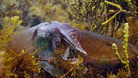 Riesige-Australische-Tintenfische-Sepia-Apama-Migration-Whyalla-Südaustralien-4k-Zeitlupe,-Paarung,-Eier-Legen,-Kämpfen,-Aggregation,-Unter-Wasser