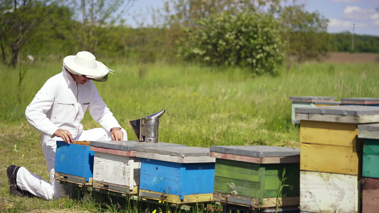 Beekeeper inspecting bees in summer. Many bees flying and bringing pollen on the apiary. Apiarist near wooden beehives on green nature background.