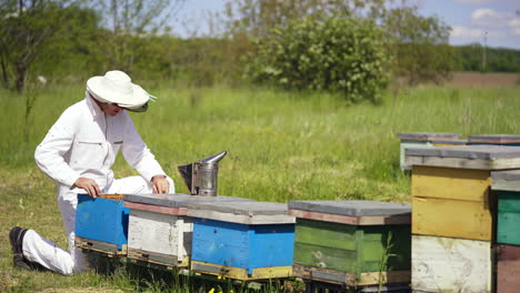 beekeeper inspecting bees in summer. many bees flying and bringing pollen on the apiary. apiarist near wooden beehives on green nature background.
