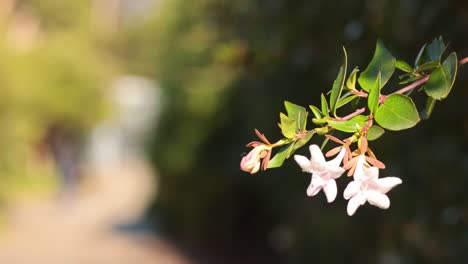 close-up of flowers with blurred background