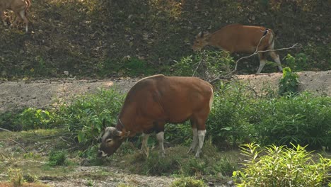 banteng, bos javanicus, 4k footage, huai kha kaeng wildlife sanctuary, thailand