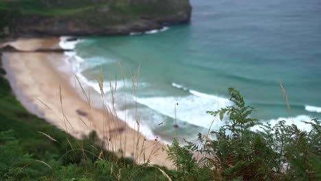 Helecho-En-Lo-Alto-Del-Acantilado-Con-Olas-Borrosas-De-La-Playa-De-Ballota-Corriendo-Hacia-La-Orilla,-España