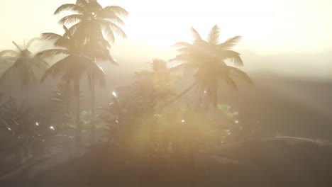 Coco-palm-trees-tropical-landscape