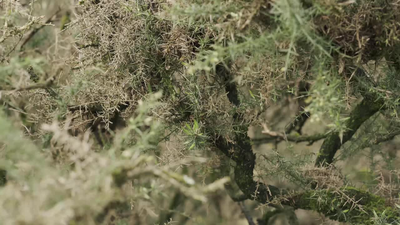 바람에 식물에 날카로운 엉겅퀴의 클로즈업