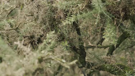 un primer plano de cardos afilados en plantas en el viento