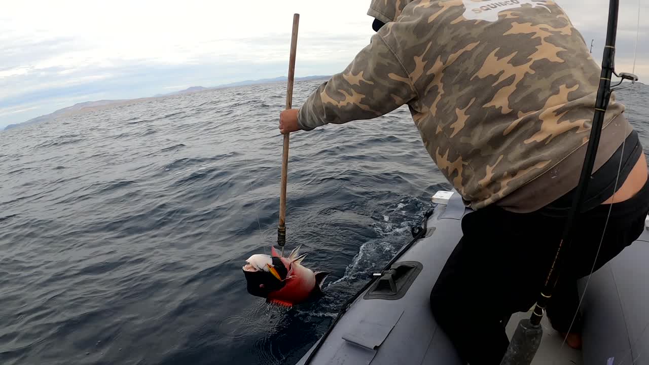 Fisker gafler en sheepshead-fisk og løfter den triumferende.
